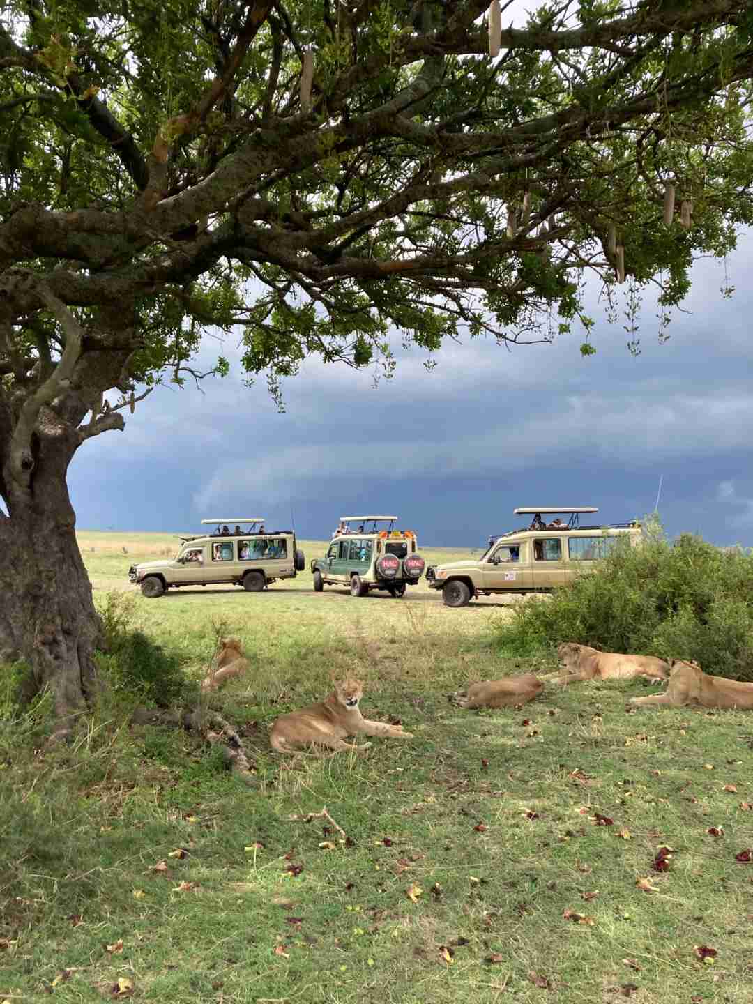 Aventuras no Safári na Savana Africana: Dicas para Evitar Problemas Comuns