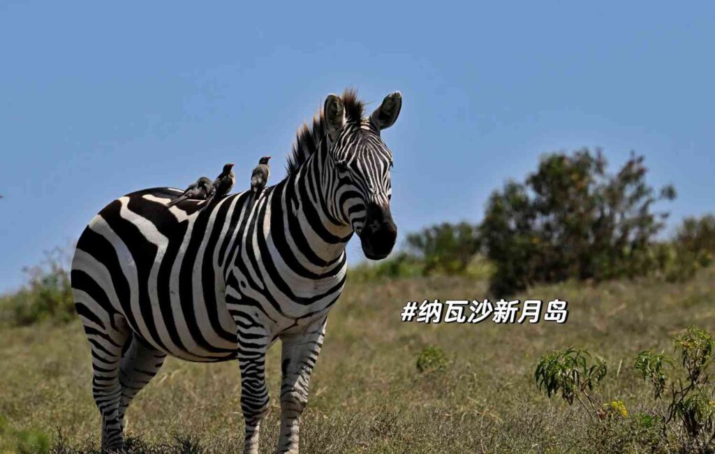 Sollte ich sowohl Nakuru als auch Naivasha besuchen, um ein unvergessliches kenianisches Safari-Erlebnis zu erleben?