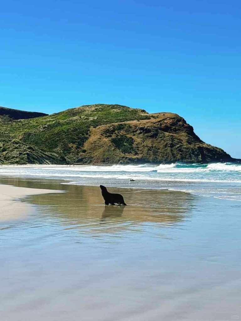 Viagem de carro pela Ilha Sul, Dia 9: Dunedin até a impressionante paisagem costeira de Oamaru.