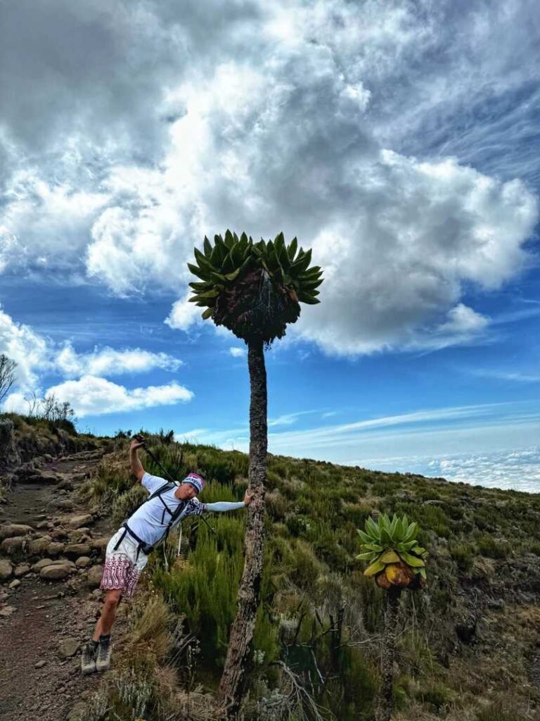 De superbes photos de séneçons géants du Kilimandjaro - Les plantes les plus photogéniques d’Afrique