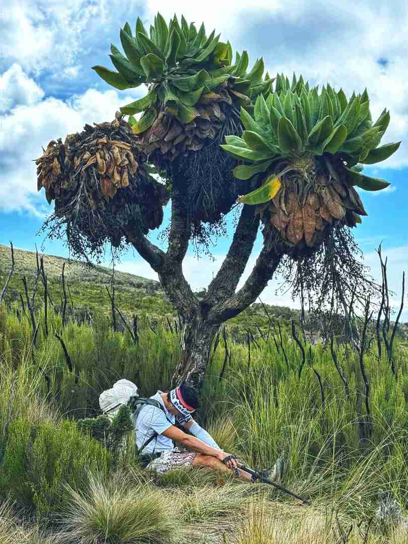 Stunning Photos of Kilimanjaro's Giant Groundsels - Africa's Most Photogenic Plants
