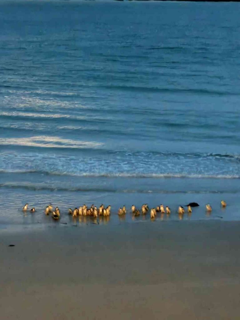 Super Espectacular à Noite: Veja Centenas de Pinguins-Azuis Voltando para Casa Esta Noite!