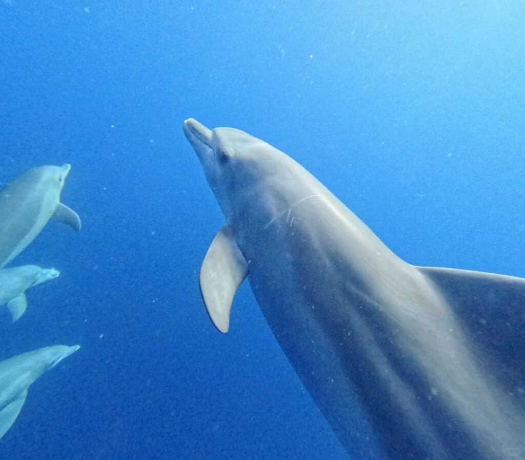Swim with Dolphins in Mnemba Island, Zanzibar – Best Dolphin Watching Tours