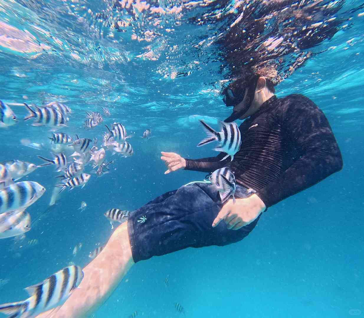 Nadar com Golfinhos em Mnemba Island, Zanzibar - Melhores Excursões para Observação de Golfinhos
