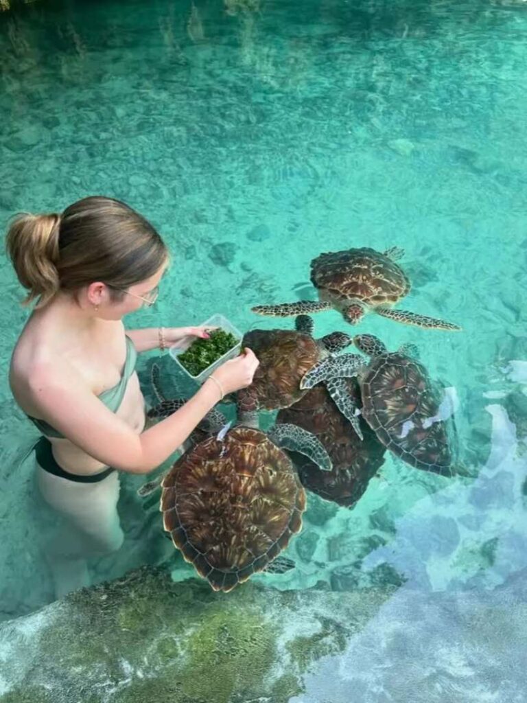 Nagez avec les tortues à Zanzibar : explorez les grottes marines magiques de méduses de Tanzanie
