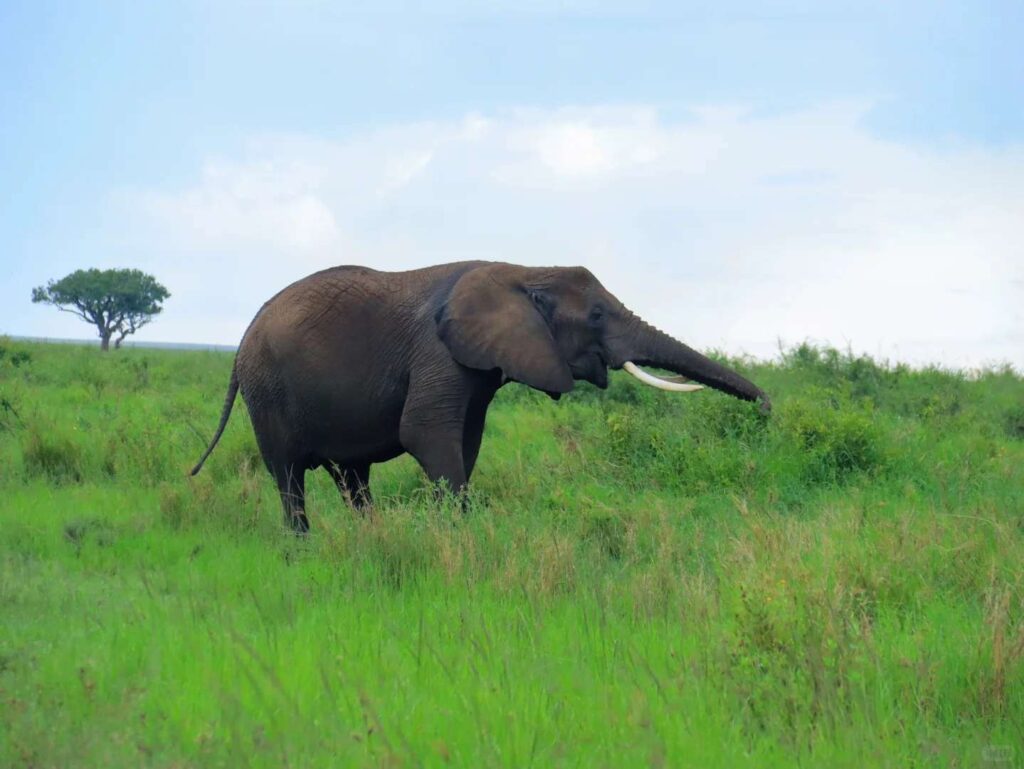 Tanzania’s Ngorongoro Crater Safari Guide: Best Wildlife Viewing & Travel Tips