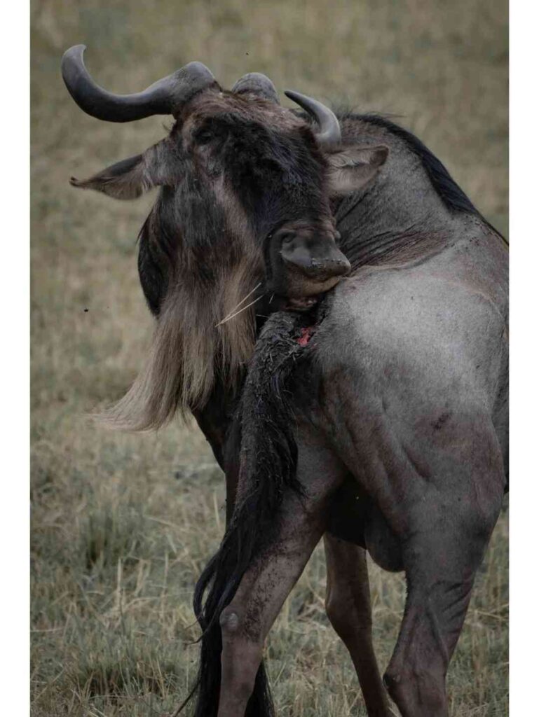The Wandering Cub: Crossing the Celestial River – Observing Wildebeest, Reflecting on All Beings