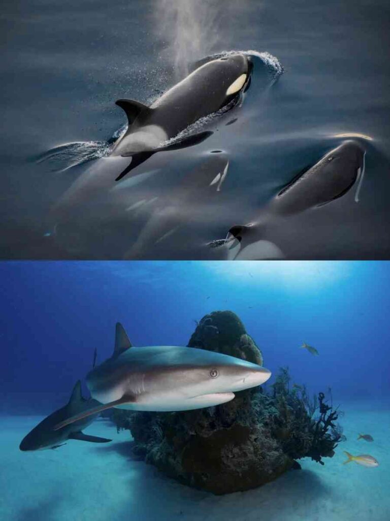 [Top Must-Visit Diving Destinations Worldwide] Explore Beyond Sipadan: Hidden Gems for Scuba Enthusiasts