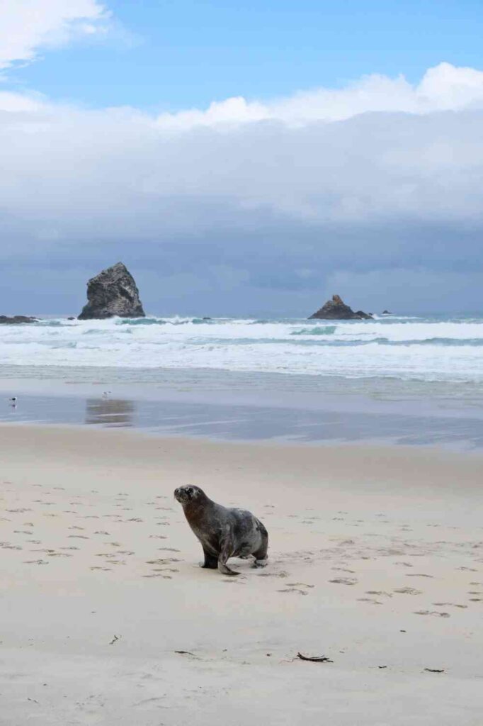 Travel Tips and Warnings for Visiting Oamaru & Dunedin in New Zealand