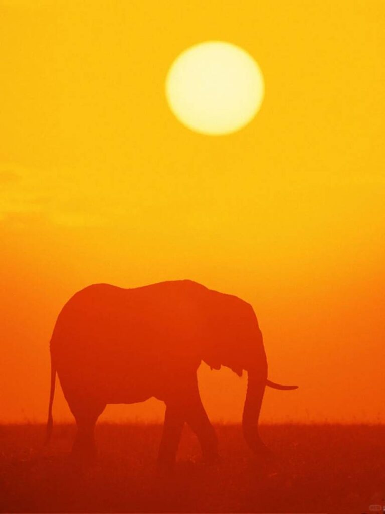 Trips to Kenya’s National Park: How I Captured This Breathtaking Wildlife Shot