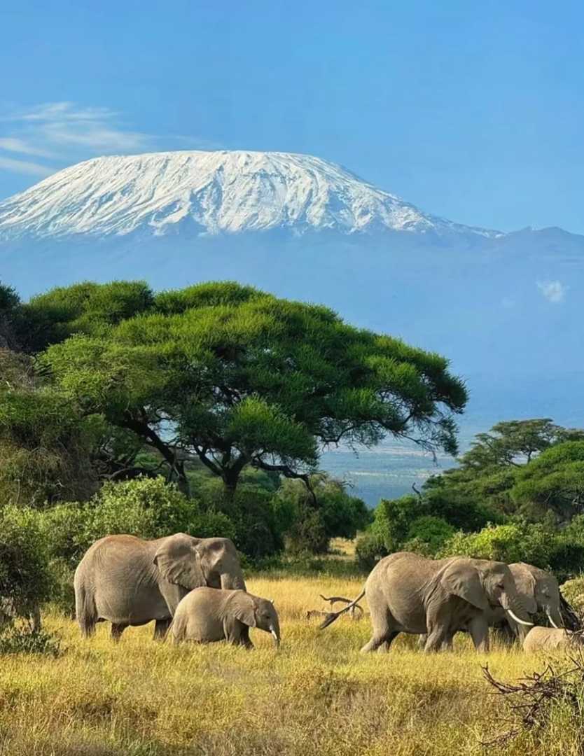 Ultimate African Travel Guide: Top Safari Destinations & Essential Tips for 2025