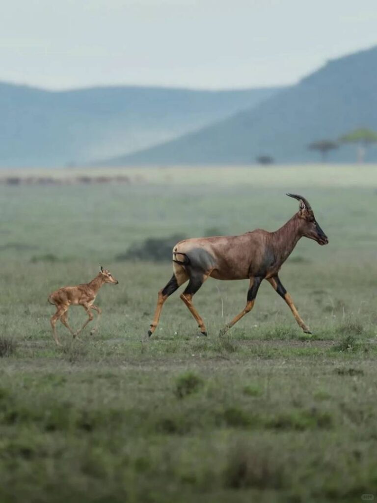 Ultimate Kenya Safari Guide: Exploring Masai Mara National Park Wildlife & Adventures