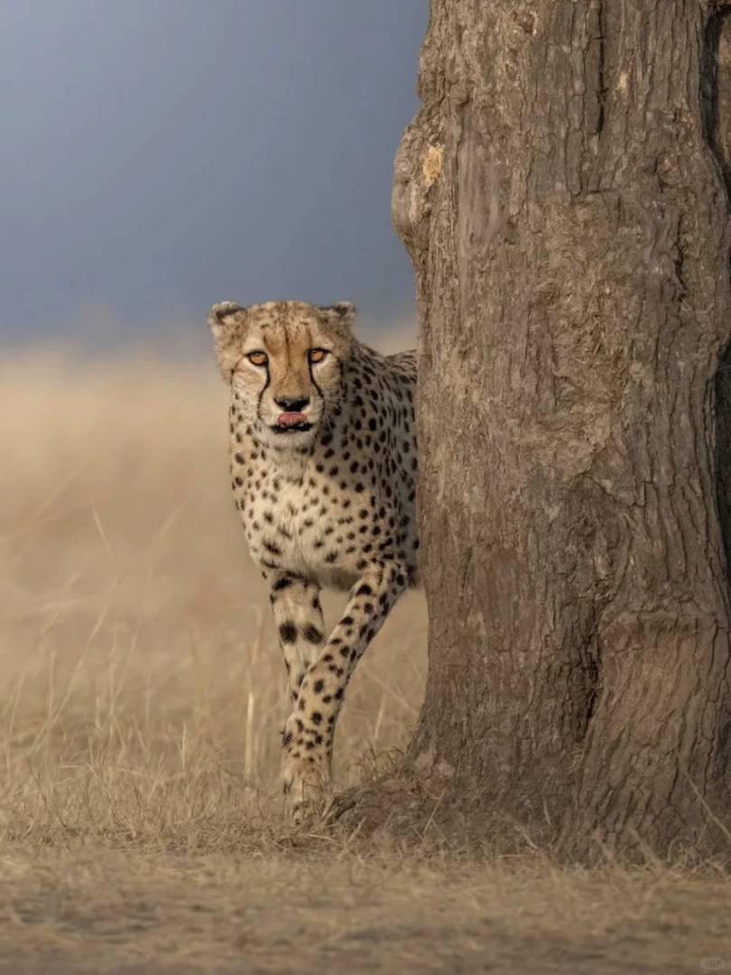 Guia Definitivo de Safári no Quênia: Explorando a Fauna e Aventuras do Parque Nacional Masai Mara