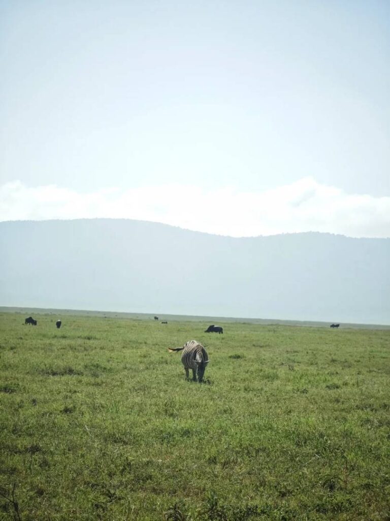 Ultimate Ngorongoro Crater Safari Guide: Tanzania’s Best Wildlife Adventure on Day 9