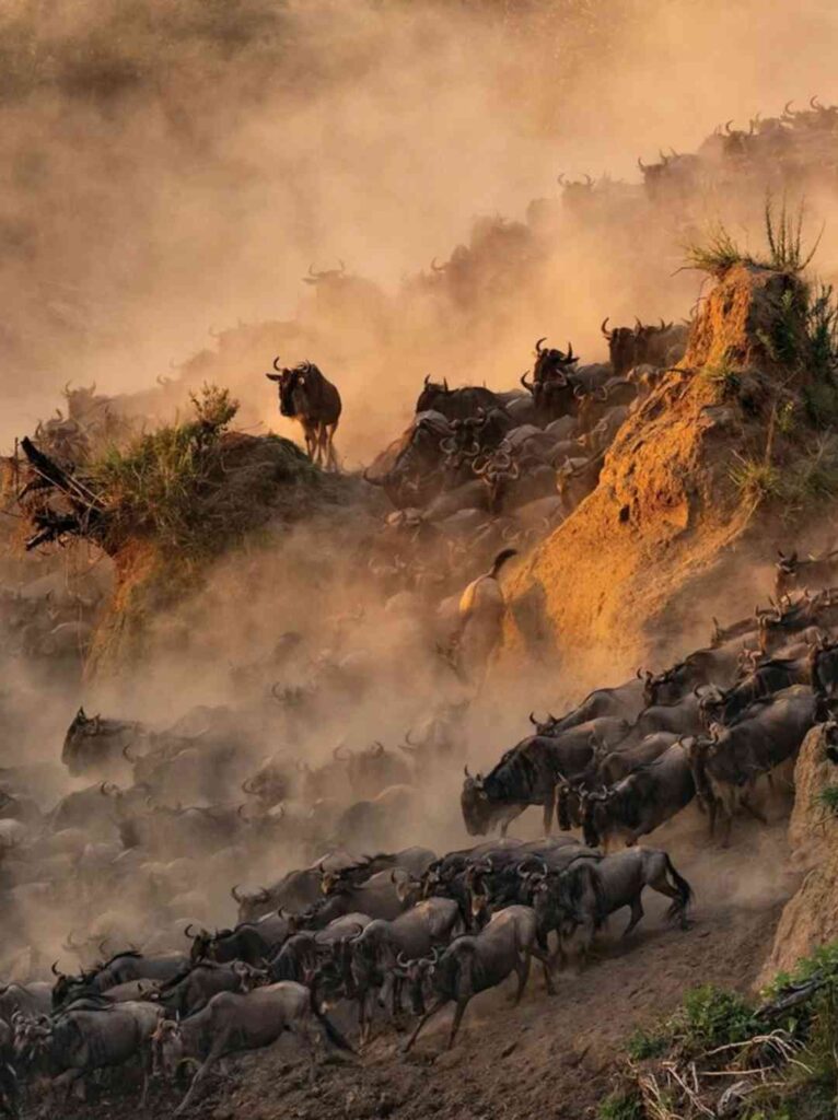 Ultimate Wildebeest Migration Viewing Guide: Best Spots & Tips for Spectacular Wildlife Sightings