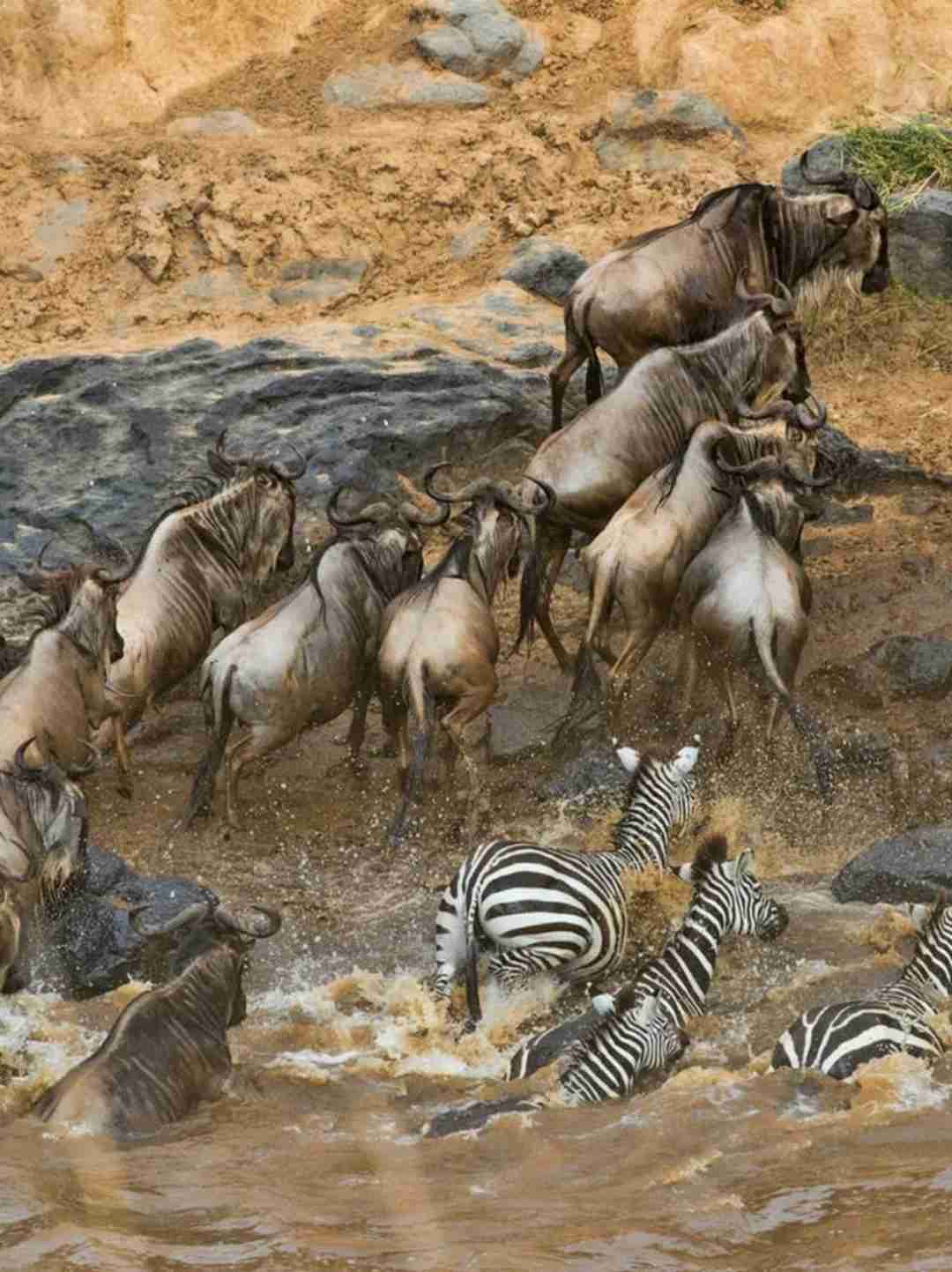 Guia Definitivo para Observação da Grande Migração dos Gnu: Melhores Locais e Dicas para Observações de Fauna Espectaculares