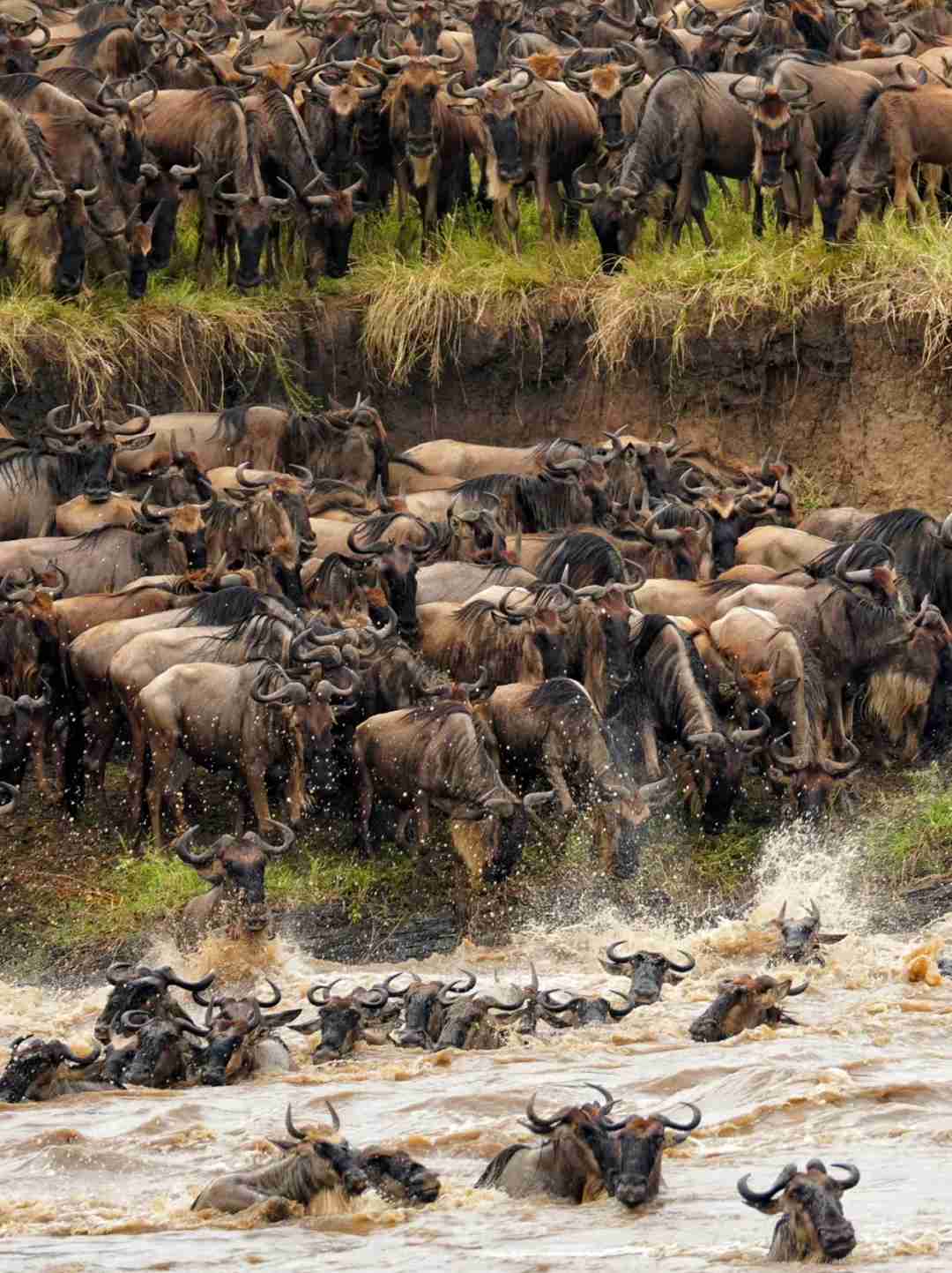 Guia Definitivo para Observação da Grande Migração dos Gnu: Melhores Locais e Dicas para Observações de Fauna Espectaculares