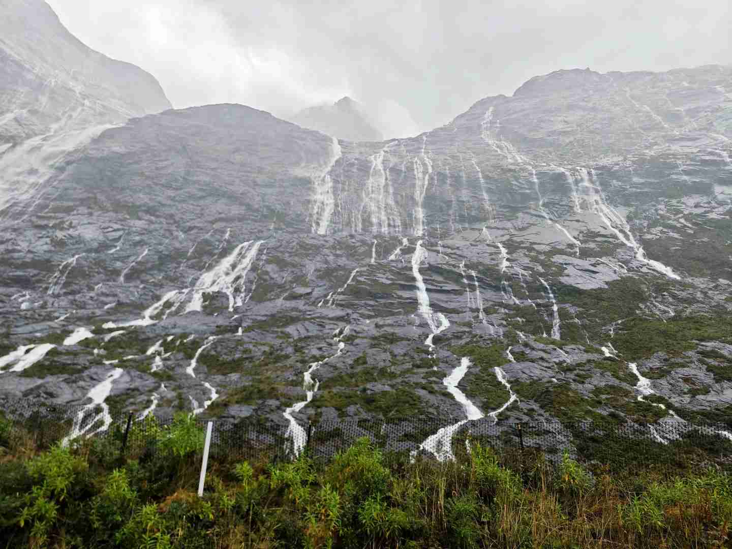 Rencontre Inattendue de Quatre Dauphins Nageant Ensemble à Milford Sound Pendant une Tempête