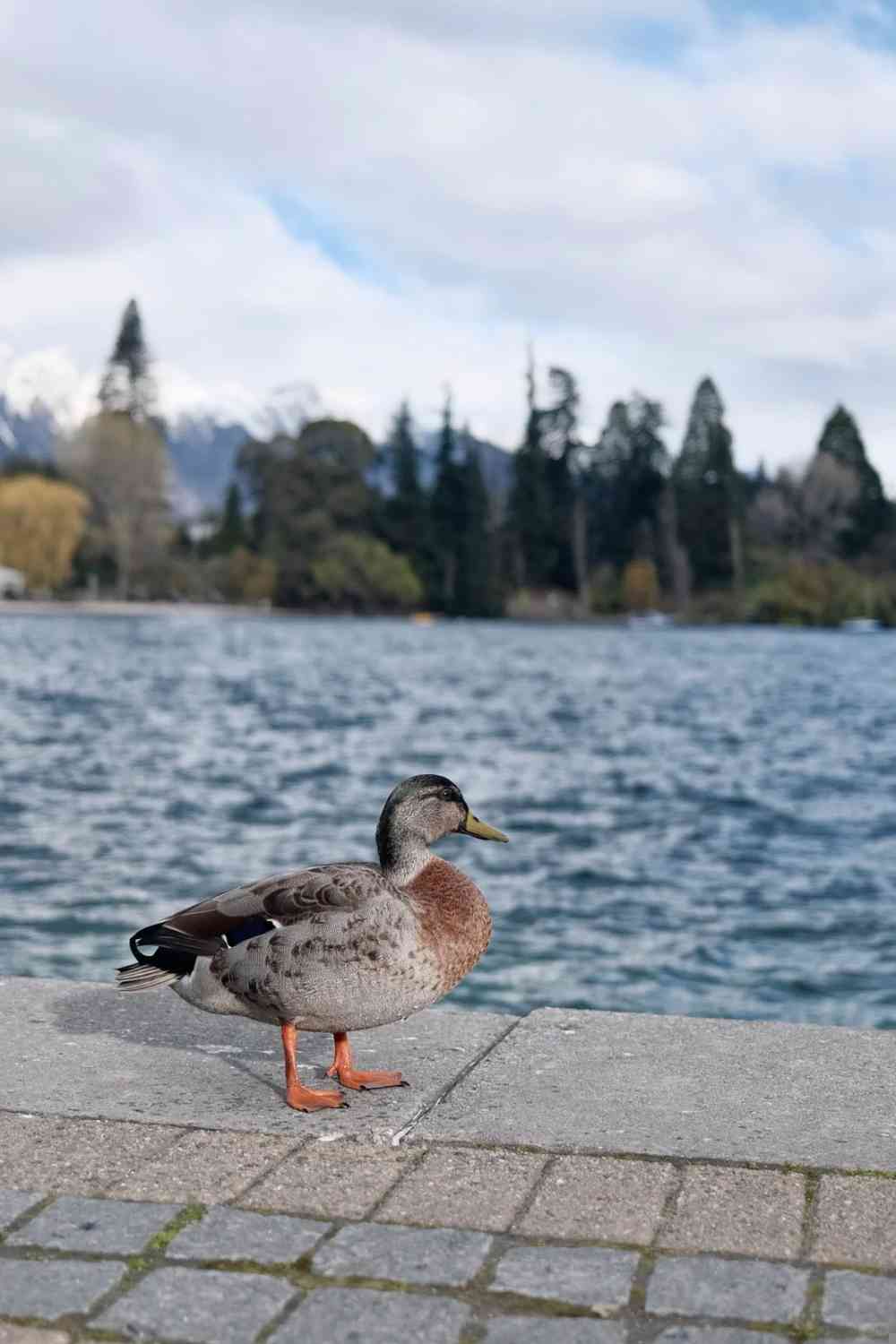 Quais são as principais preocupações e ansiedades dos residentes de Queenstown?