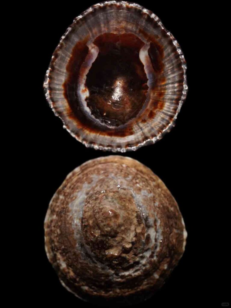 What’s the Best Self-Guided Tour Route for Magellan’s Basket Snail Exploration?