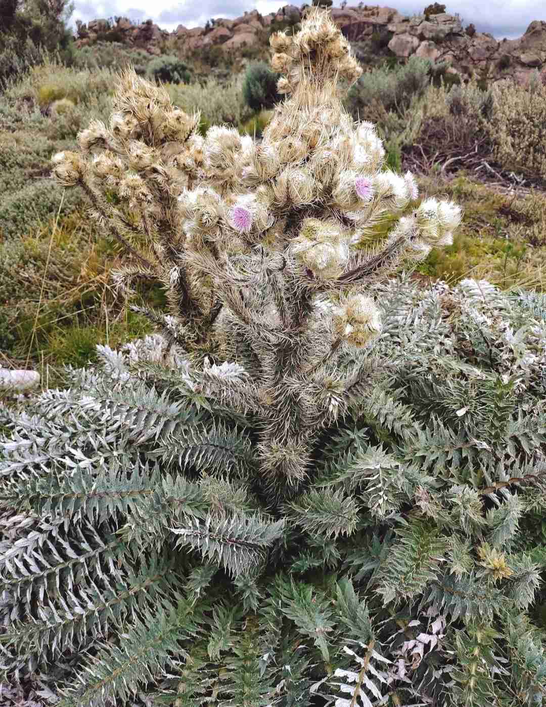 この夏、近くで魔法のような世界の山を探し出すには?