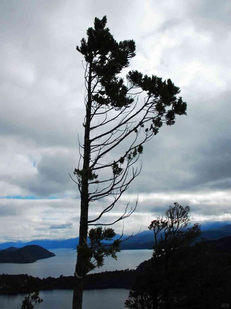 Où trouver les plus beaux points de vue à Bariloche : la Colline de la Tour Bell en printemps 🇦🇷