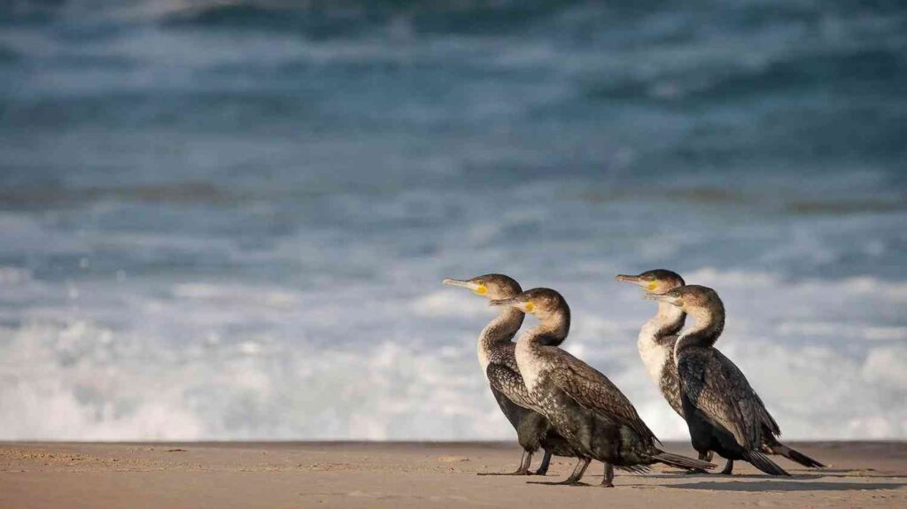 Where to Find the Best Wildlife Photography in South Africa This Summer?