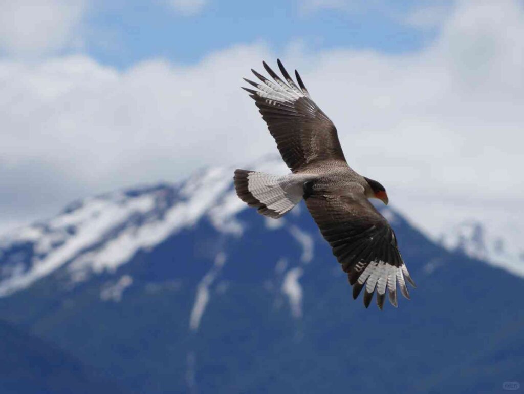 Where to Go Bird Watching in Bariloche This Spring on a Budget