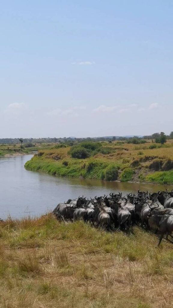 Assistez à la spectaculaire grande migration des gnous à Mara River - une expérience de safari unique dans une vie
