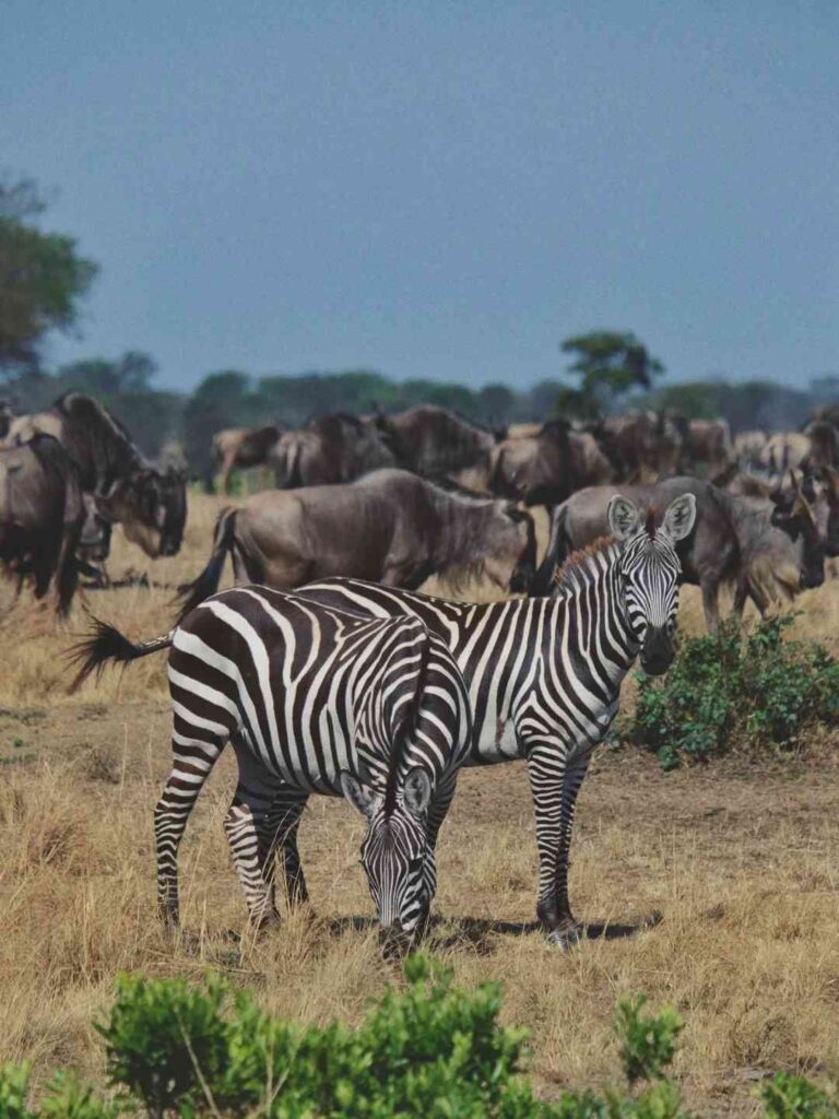 Testemunhe a Espectacular Migração de Gnus na Tanzânia: Uma Experiência de Safári Celestial