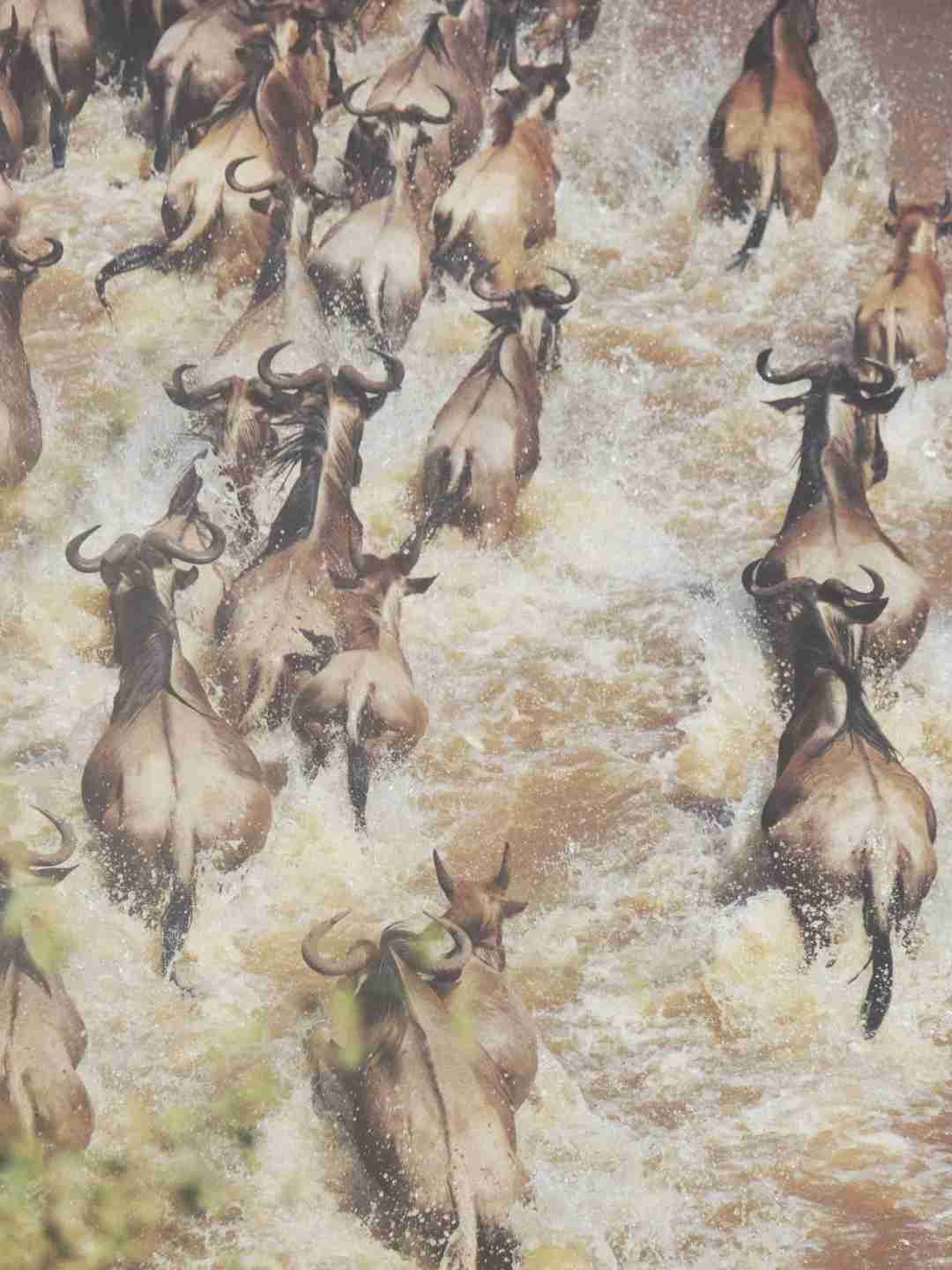 Witness the Spectacular Wildebeest Migration in Tanzania: A Heavenly Safari Experience