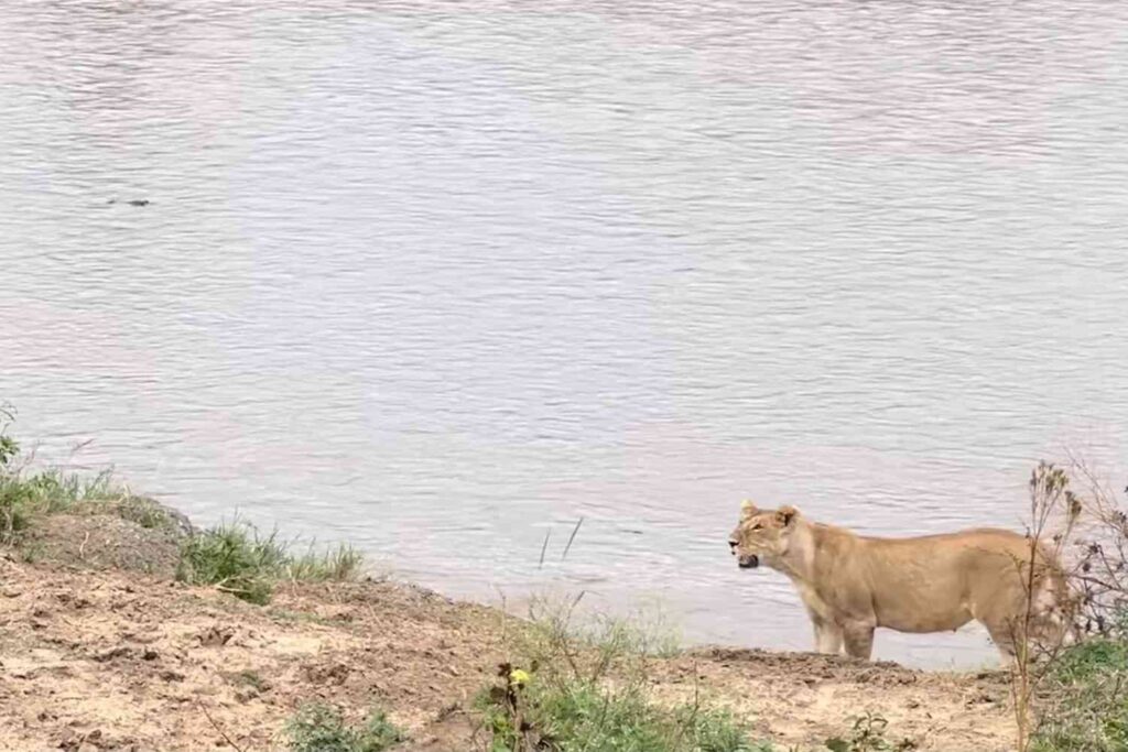 Witness the Ultimate African Animal Migration: Three Encounters in Just Two Days!