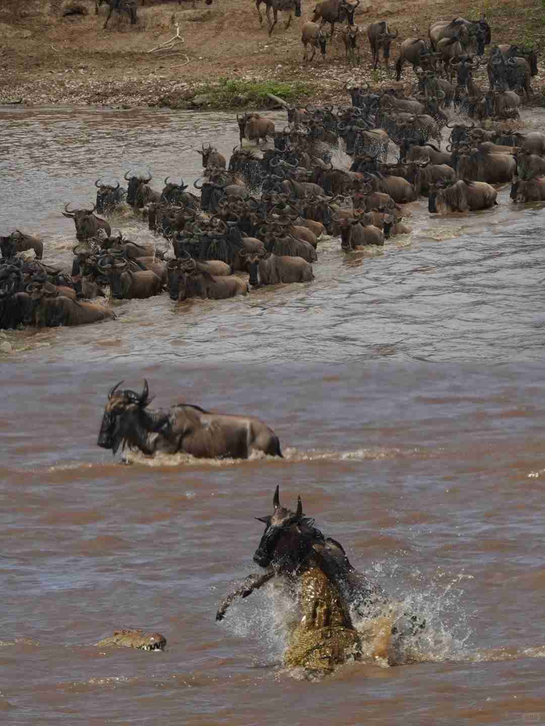 Witness the Ultimate African Animal Migration: Three Encounters in Just Two Days!