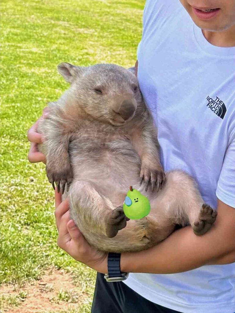 Rencontre Inoubliable avec un Kangourou Hugues en Australie : Prenez Soins des...