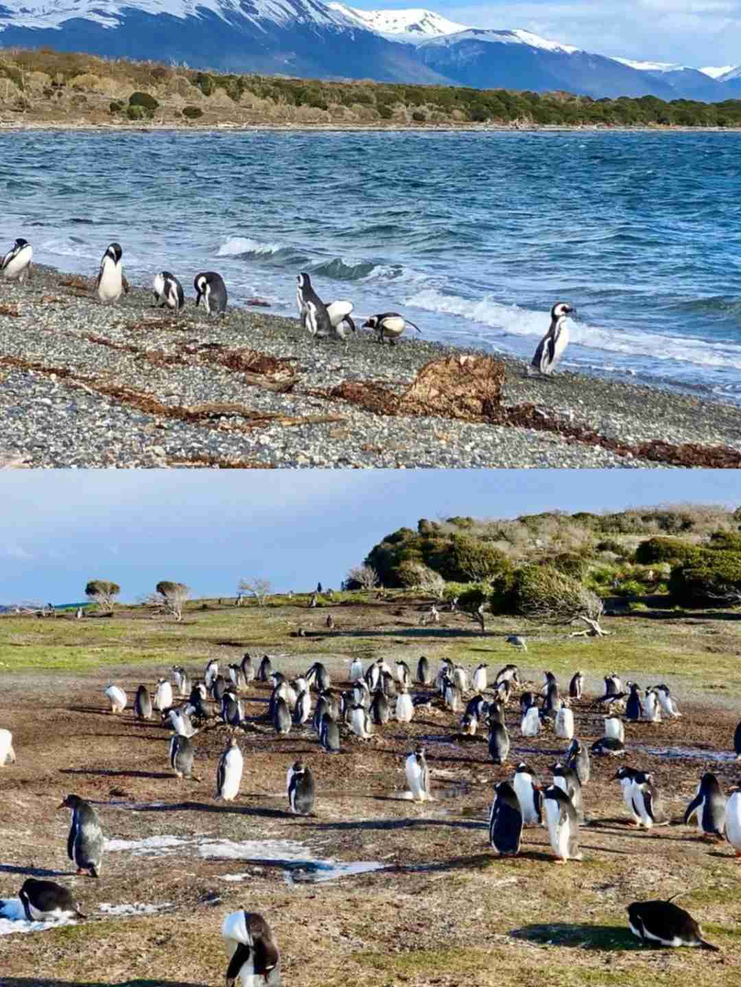 🌍 Explore Ushuaia: The End of the World and Gateway to Antarctica Adventure