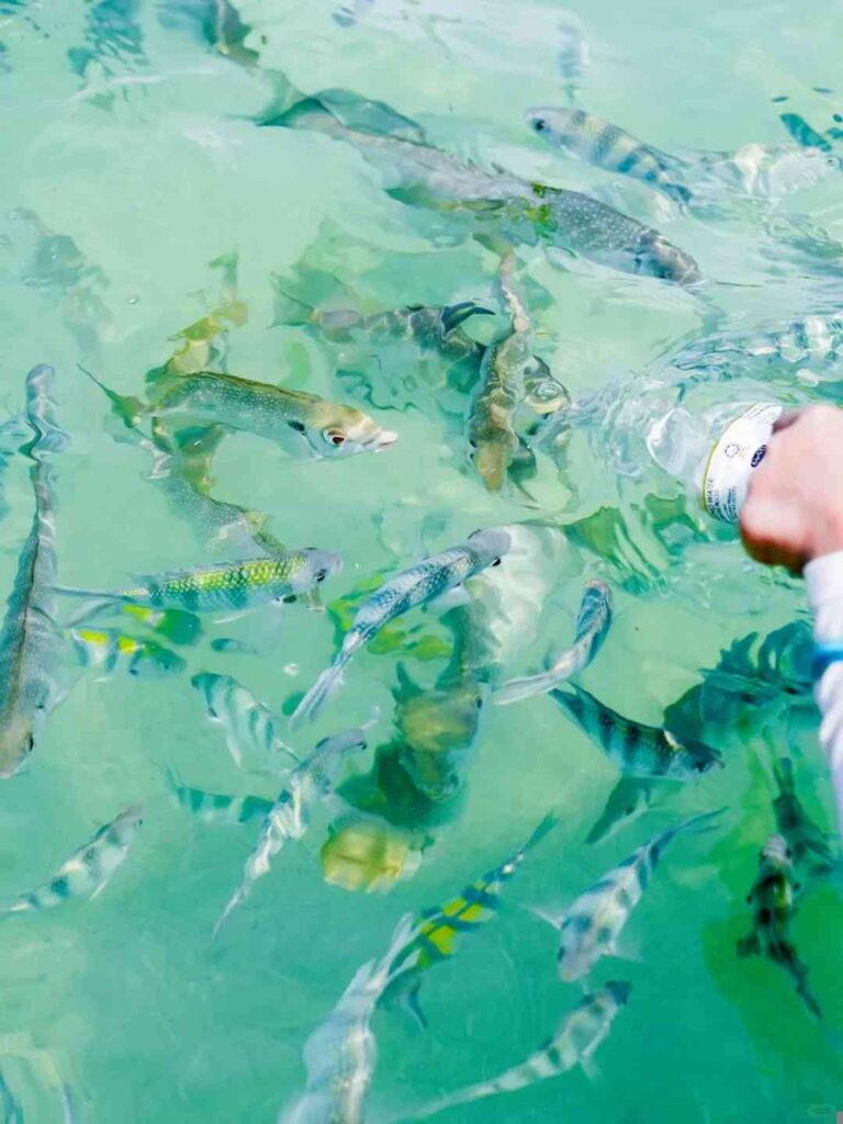 🌴【Kota Kinabalu Travel Guide】4D3N Itinerary: Explore Sabah’s Hidden Gems & Adventures!