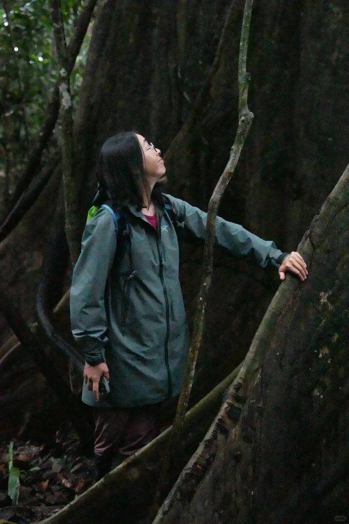 Best Amazon Rainforest Hiking Trails for an Unforgettable Adventure