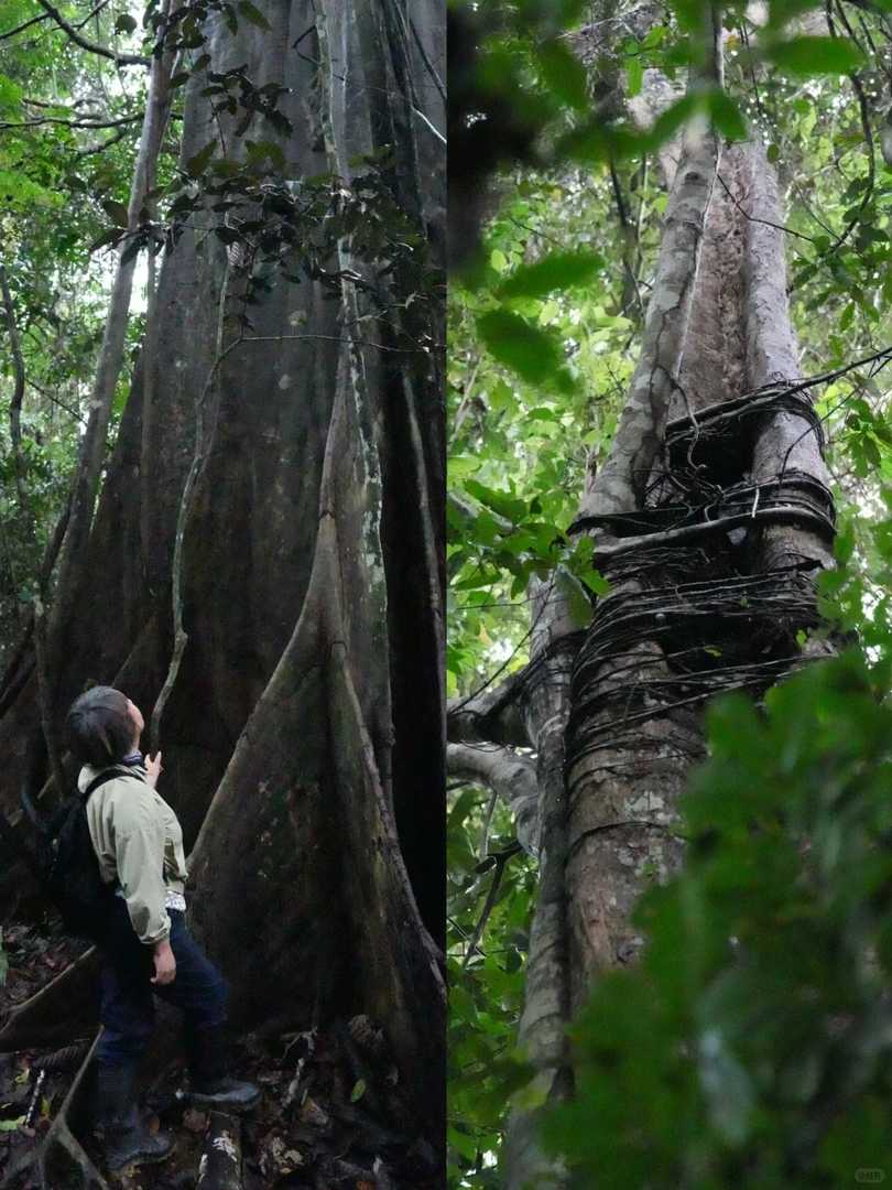 Best Amazon Rainforest Hiking Trails for an Unforgettable Adventure