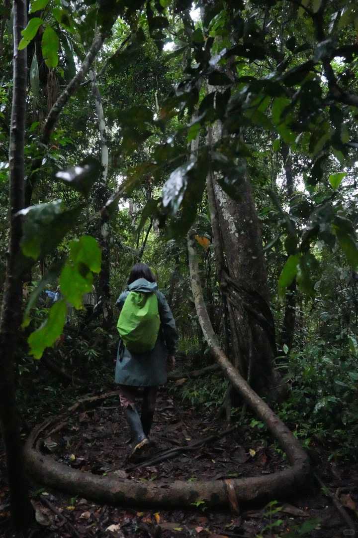 Best Amazon Rainforest Hiking Trails for an Unforgettable Adventure