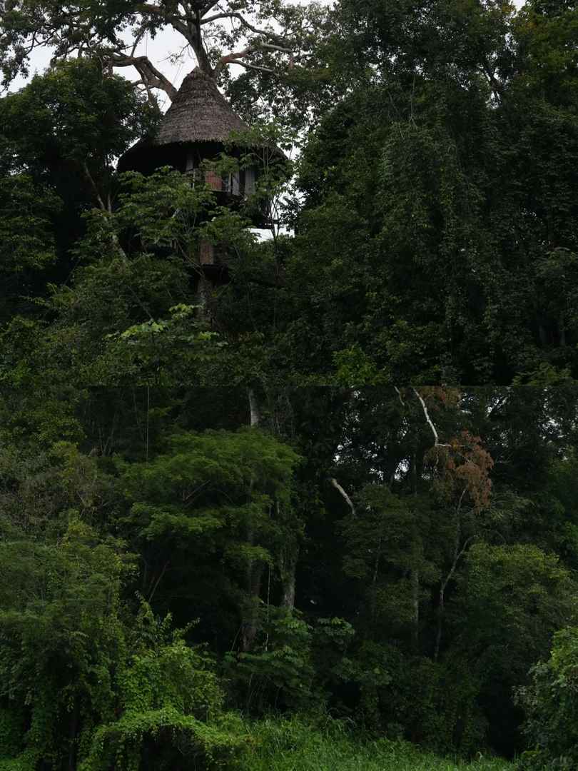 Best Amazon Rainforest Hiking Trails for an Unforgettable Adventure