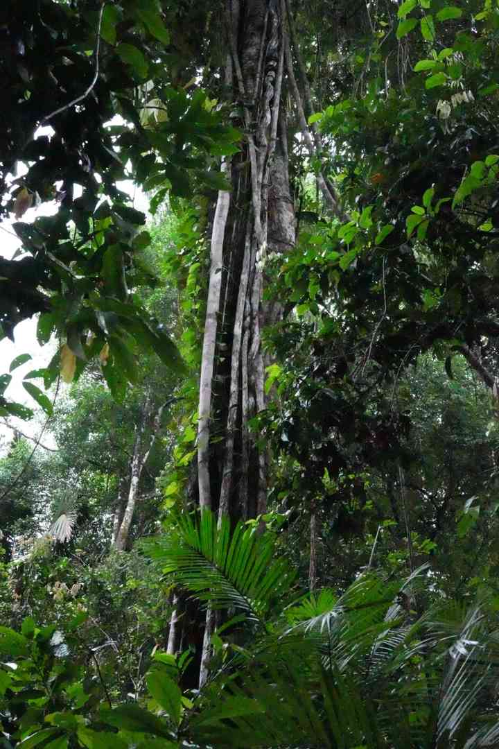 Best Amazon Rainforest Hiking Trails for an Unforgettable Adventure
