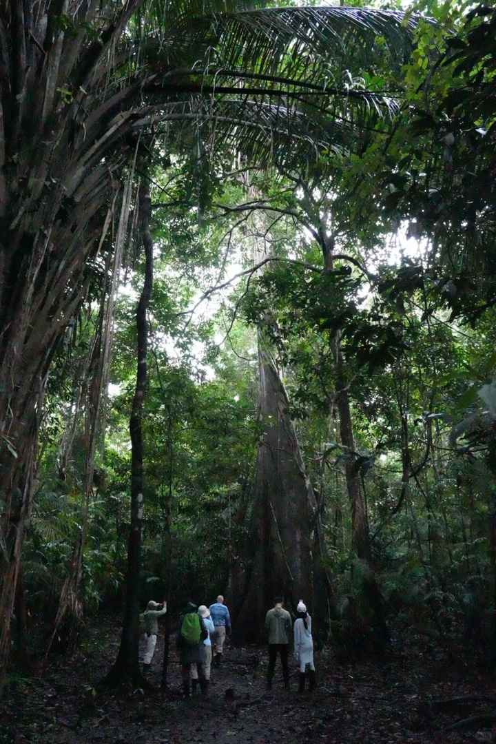 Best Amazon Rainforest Hiking Trails for an Unforgettable Adventure