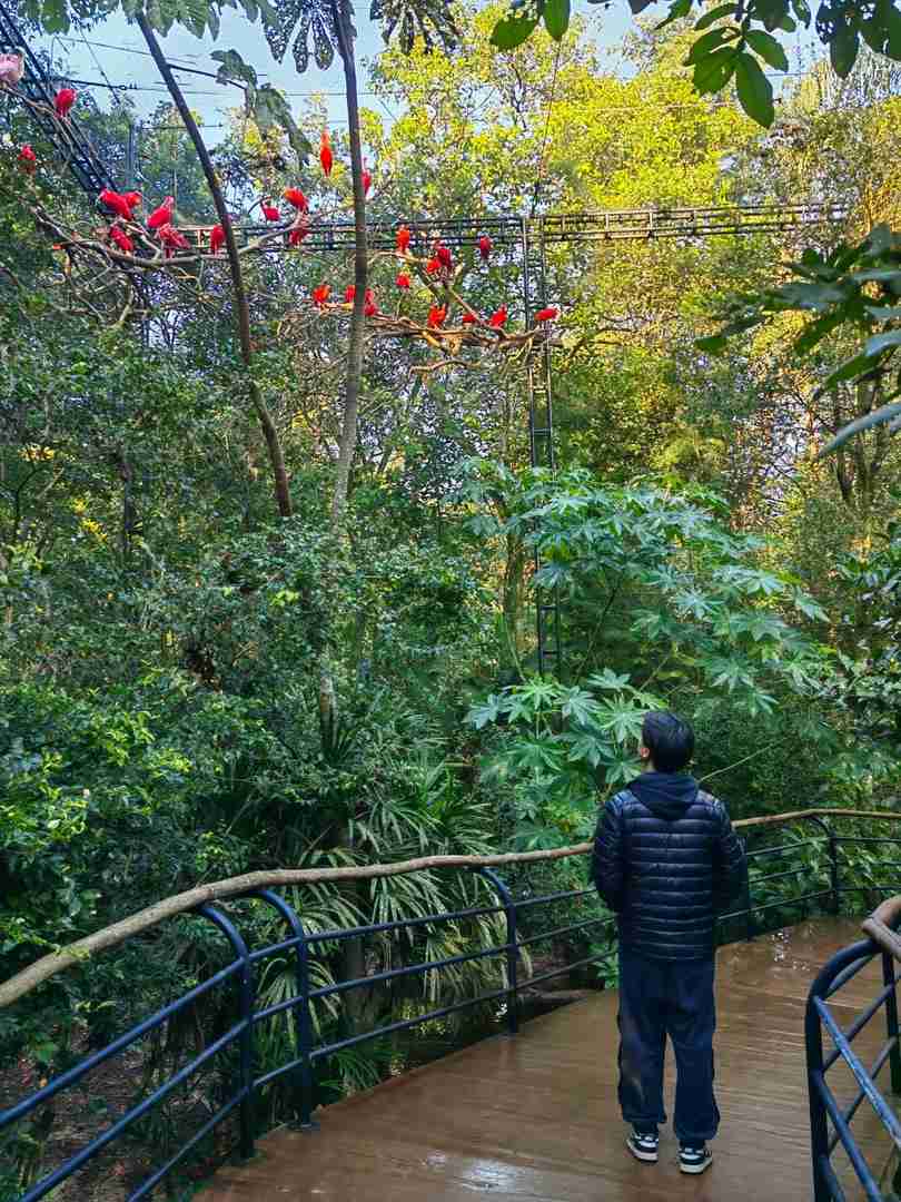 Brazil Iguazu Falls Travel Guide: Explore Stunning Waterfalls in Argentina Border