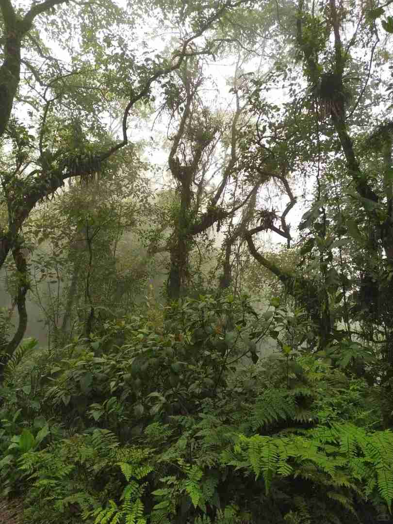 Brazil 🇧🇷 How to Embrace the Wild Man Lifestyle in the Amazon