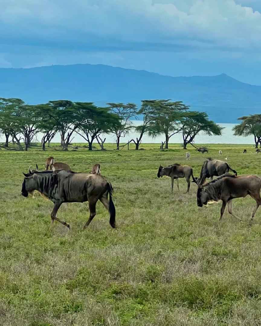 Climbing Kilimanjaro: A Detailed Travel Guide for First-Timers