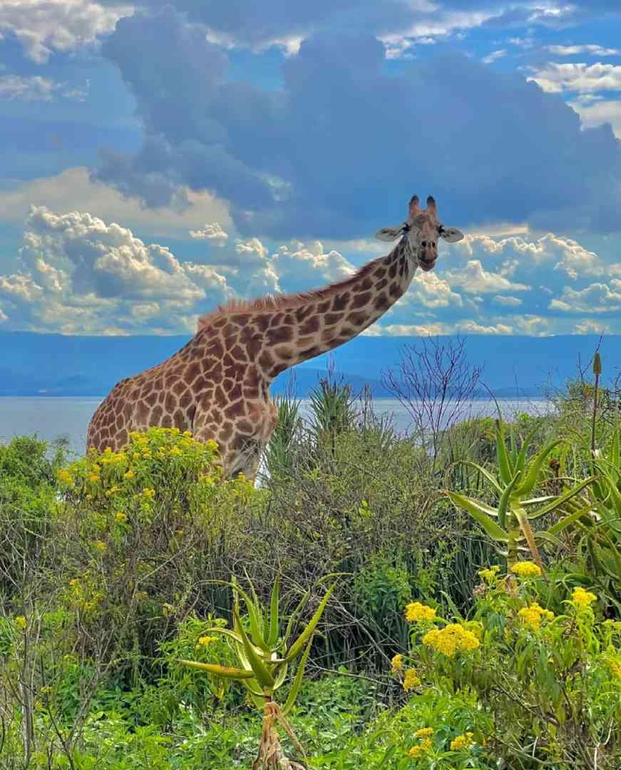 Climbing Kilimanjaro: A Detailed Travel Guide for First-Timers