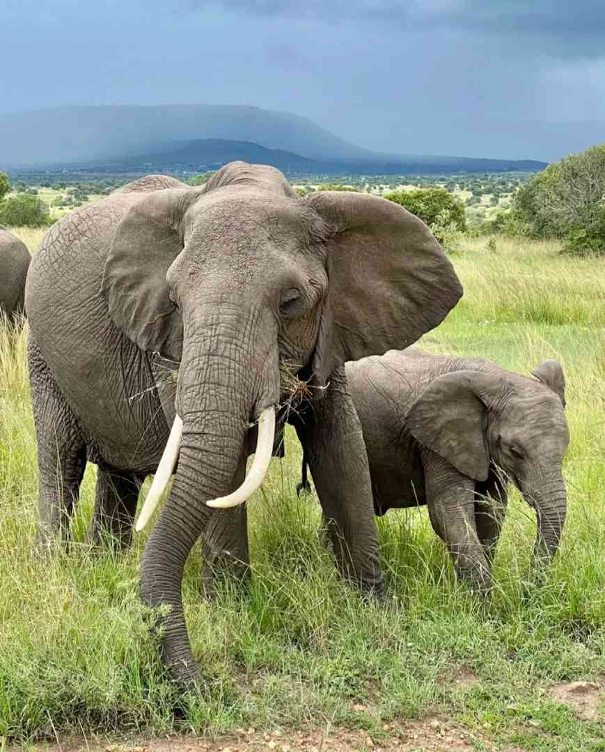 Climbing Kilimanjaro: A Detailed Travel Guide for First-Timers