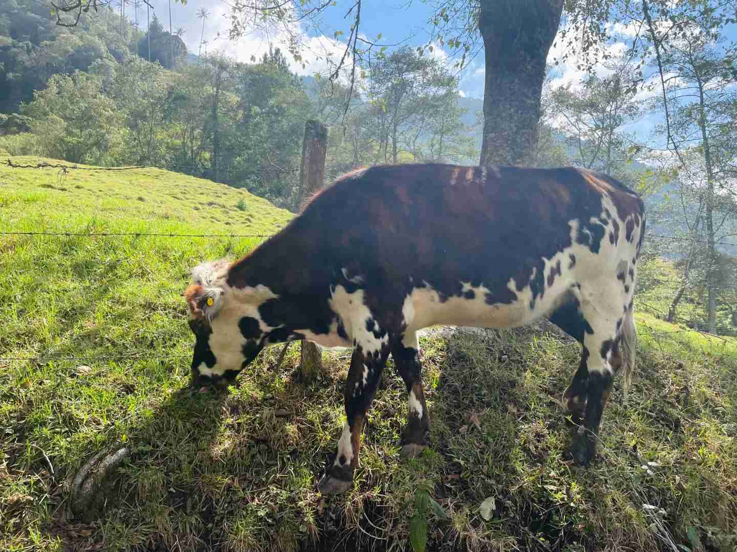 Colombia Travel: Hiking Guide to Salento & Cocora Valley Adventure