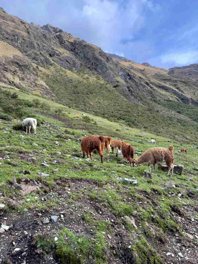 -Day 3-Night Peru Highlands Trek: 40km Adventure Through Scenic Trails