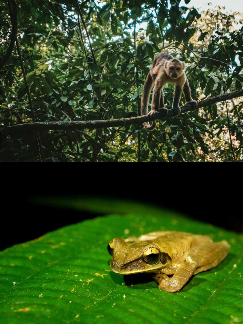 -Day Manaus Brazil Itinerary: Deep Amazon Rainforest Exploration